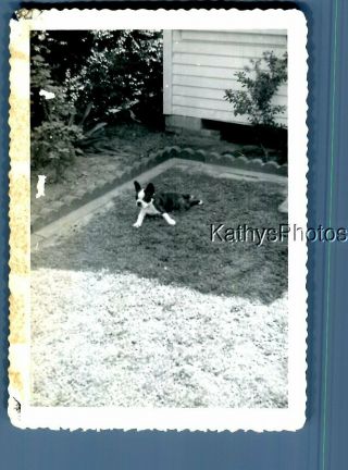 Found B&w Photo N_2243 Small Dog Laying On Grass