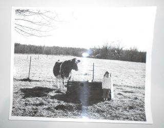8 " X10 " Black And White Photo Of Holstein Cow And Little Girl In Good Shape