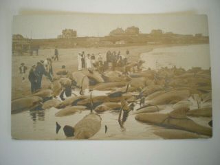 Post Card Real Photo Rppc Nantucket Dead Whales Dolphins Seashore Mass Vineyard