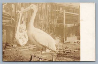 Exaggerated Stork W/ Baby 1907 Antique Real Photo Postcard Rppc