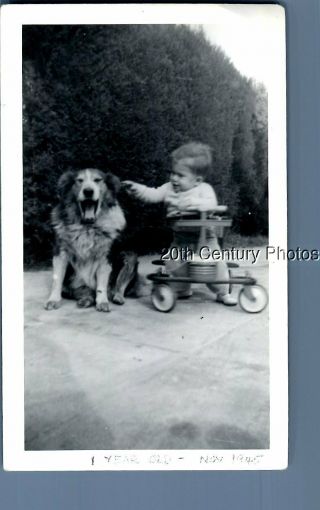 Black & White Photo A_3356 Child Sitting In Stroller By Dog