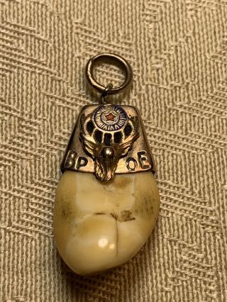 Vintage Antique Elks Lodge Bpoe Necklace Pendant W/ Tooth