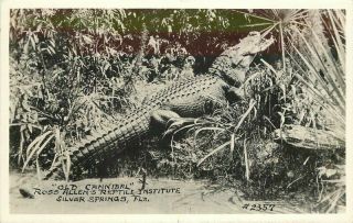 Alligator Allen 