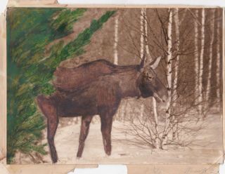 1959 Big Elk Moose Wild Animal Colored By Watercolors Old Russian Soviet Photo