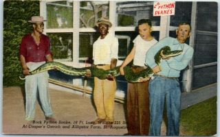 St.  Augustine Florida Postcard " Rock Python Snake " Casper 