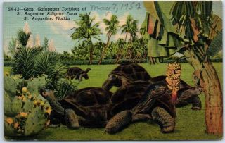 Florida Postcard " Giant Galapagos Tortoises At St.  Augustine Alligator Farm "