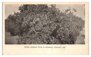 Early 1900s Naval Orange Tree In Bearing,  Lindsay,  Ca Postcard 5n (2) 13