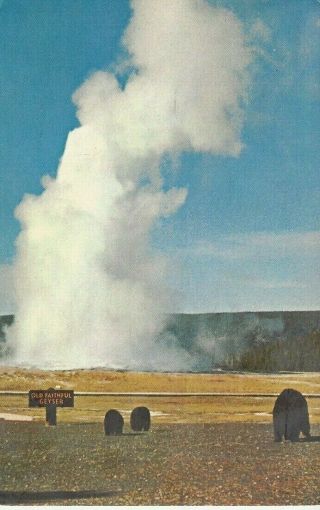 Postcard - Old Faithful And Bears Yellowstone National Park - Posted