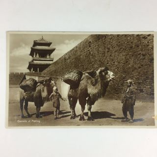 Camels At Peking Real Photo Postcard China Great Wall City Gate Beijing Pre 1920