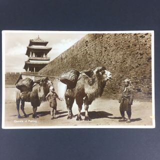 Camels at Peking Real Photo Postcard China Great Wall City Gate Beijing Pre 1920 4