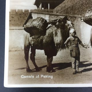 Camels at Peking Real Photo Postcard China Great Wall City Gate Beijing Pre 1920 5