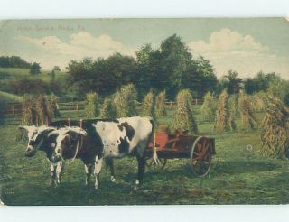 Divided - Back Oxen Pulling Cart On Farm Town Of Media By Philadelphia Pa Ad7772