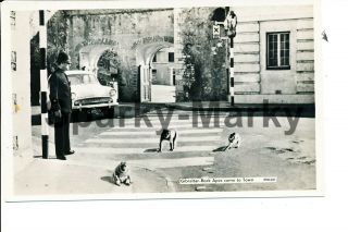 Gibraltar Rock Apes Come To Town Vintage Postcard J03
