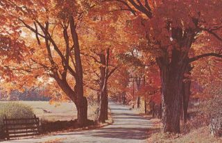 Scenic View Postcard - " The Autumn View Down Country Road " (u1 - 478)