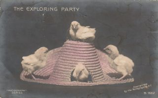 Postcard - " Four Baby Chicks ".  The Exploring Party/ (postmarked 1907)
