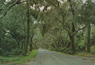 South Carolina Postcard - " Scenic Road To Summerville " /charleston S.  C.  / (u2 - 760)