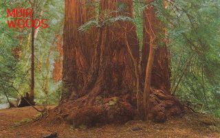 California Postcard - " The Redwoods (trees).  In Muir Woods "