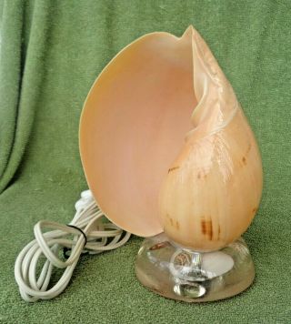 Conch Shell Table Tv Night Light Lamp - Lucite Base W/ Small Shells Inside