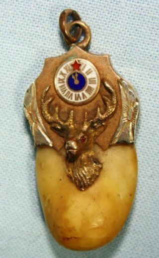 Vintage Bpoe Elk Tooth Pendant,  10k Gold With Ruby Eye
