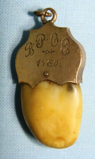 Vintage BPOE ELK Tooth Pendant,  10K gold with Ruby Eye 2