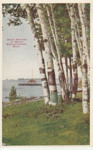 Lam (y) Wequetonsing,  Mi - White Birches At The Beach