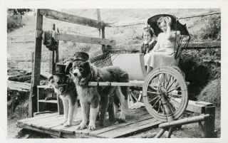 Vintage B/w Photo - Dogs With Top Hats And Glasses Pulling A Wagon - Girl & Mom