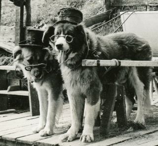 VINTAGE B/W PHOTO - DOGS WITH TOP HATS AND GLASSES PULLING A WAGON - GIRL & MOM 2