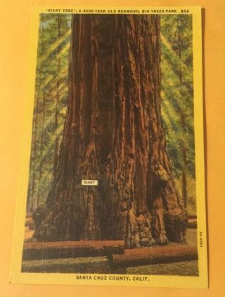 " Giant Tree " Big Trees Park Santa Cruz County Ca Vintage Linen Postcard - Piltz