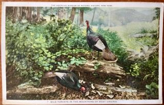Vintage Postcard American Museum Of Natural History York 7 Wild Turkeys W Va