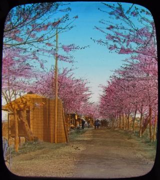 Glass Magic Lantern Slide Early Japan - Cherry Blossom C1890 Photo Japanese
