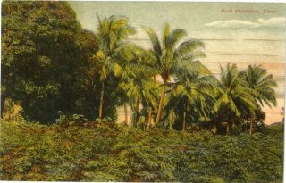 Zanzibar Moco Plantation East Africa Pc Tanzania Stamp 1910