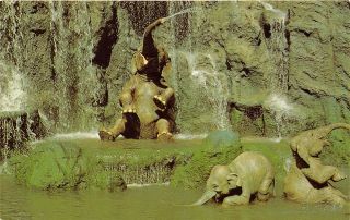 Walt Disney World Orlando Florida 1960 - 70 Postcard Elephants Jungle River Cruise