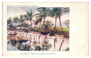Early 1900s Hawaiian Territory Cocoanut Trees At Waikiki,  Honolulu Postcard 5n1
