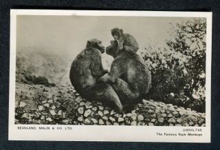 C1930s View Of 3 Rock Monkeys,  Gibraltar