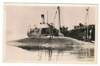 Whaling Boat With Crew Standing On Captured Whale Real Photo Postcard