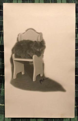 C.  G.  Millard B&w Photograph Of Cat Coldwater Ontario Vintage