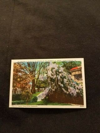Wistaria In Bloom At The University Of Virginia Charlottesville - Old Postcard