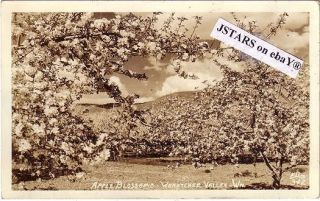 C.  1937 Wenatchee,  Wa,  Apple Orchard Postcard Rppc