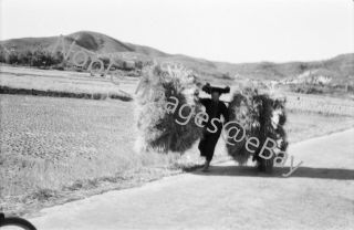 1950s Farmer Carrying Pails Of Wheat Roadside Hong Kong Photo B&w Negative