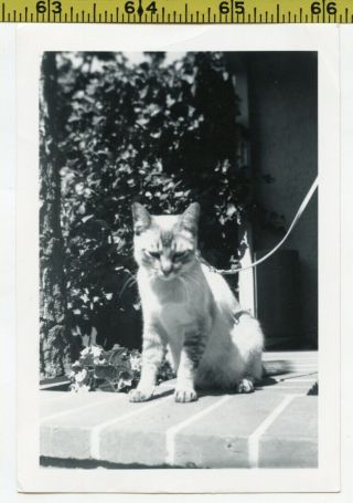 Vintage 1964 Cat Photo / Mr Kitty On A Leash Ready To Go Walkies In The Dog Park