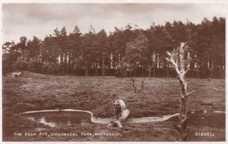 Whipsnade Zoological Park - The Bear Pit - Real Photo By Valentine 