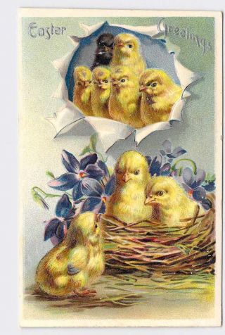Antique Postcard Easter Chickens Chicks Nest Violets Embossed Tucks Easter Greet