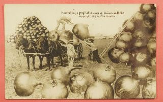 Dr Who 1912 Real Photo Exaggeration Huge Onion Crop Wahoo Ne 51599