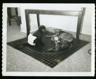 Vintage Photo Pet Monkey In Diaper Playing With Family Dogs In House