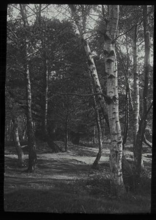 Glass Magic Lantern Slide Trees In Woods Or Forest C1910 Photo Tree Study