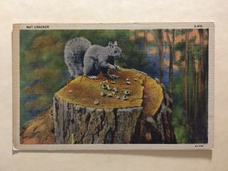 Squirrel Sitting On Stump Vintage Linen Postcard