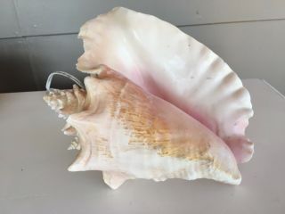 Seashell Light Vintage Conch Shell Table Lamp Retro Beach Decor Nautical Large