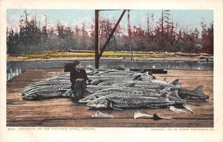 Fisherman With Large Group Of Sturgeon Fish Caught On Columbia River,  Oregon
