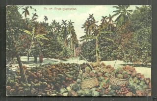 Penang Kaulfuss 124 - Fruit Plantation Malaysia Ca 1905