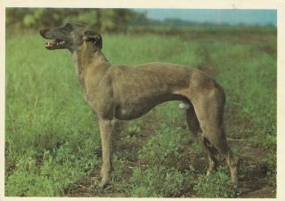 Afghan Hound Dog Postcard